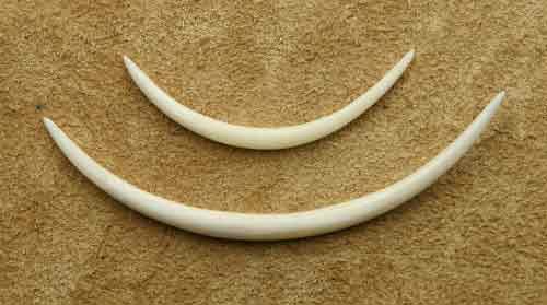 Stretching crescent ear piercing bone gauge 4 - 8mm